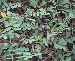 (c) Aparna, some rights reserved (CC BY) Tephrosia purpurea, photograph (c) Aparna, some rights reserved (CC BY)