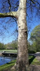 Platanus × hispanica