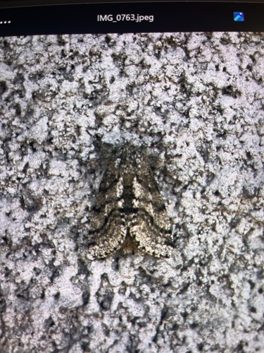 Duplicaria duplicaria, 2026-08-18