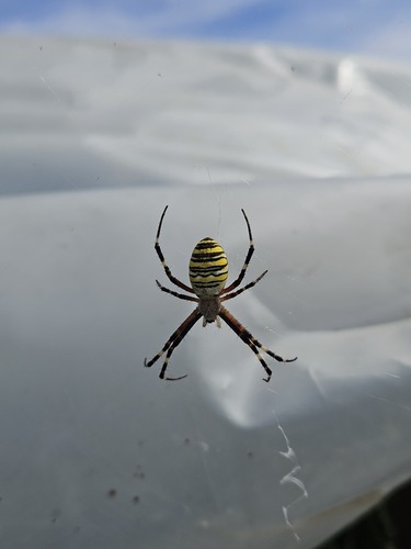 Wasp Spider