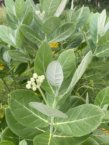 crown flower