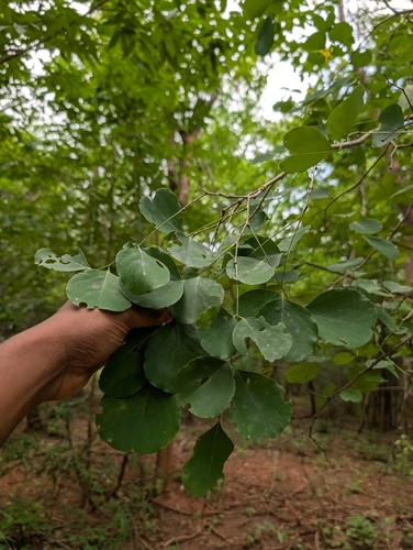 Dalbergia latifolia, photograph 1