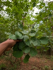 Dalbergia latifolia
