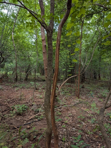 Dalbergia latifolia, photograph 2