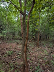Dalbergia latifolia, photograph (c) Ravuri Krishna Chaitanya, some rights reserved (CC BY)