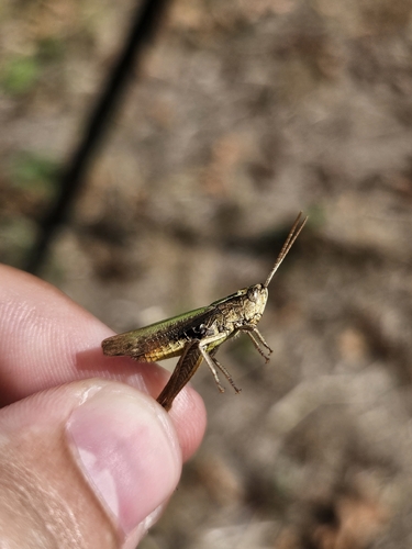 Steppe Grasshopper