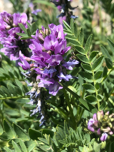 Astragalus agrestis observed 2026-08-18