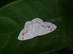 Teldenia specca