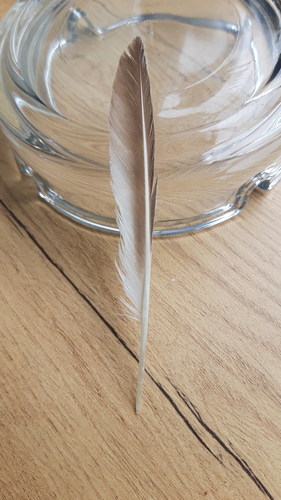Plume de Tournepierre à collier