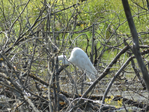 Great Egret