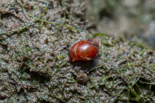 Assiminea observed 2026-08-17