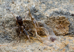 Phrurolithidae