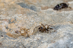 Phrurolithidae