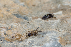 Phrurolithidae