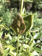Puccinia vincae