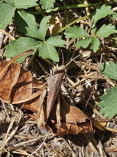Rufous Grasshopper