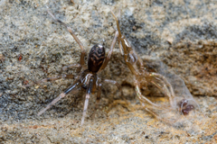 Phrurolithidae