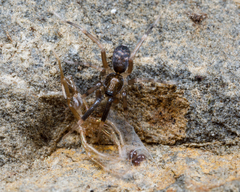 Phrurolithidae