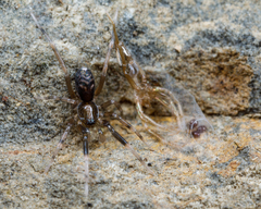 Phrurolithidae
