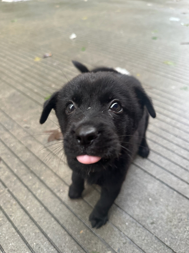 Domestic Dog
