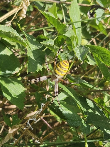 Wasp Spider