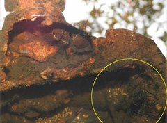 Macrobrachium laevis