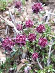 Thymus moldavicus
