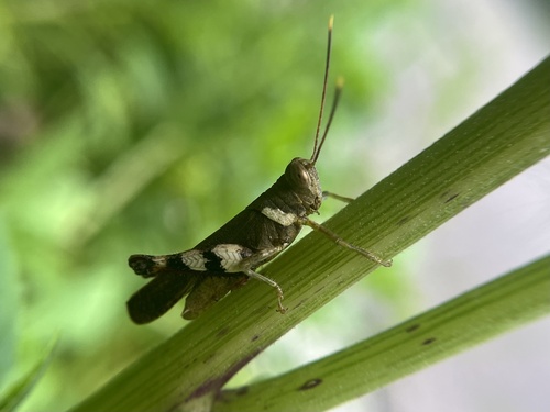 Apalacris nigrogeniculata