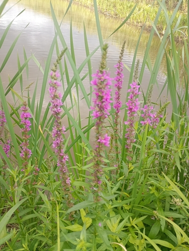 purple loosestrife