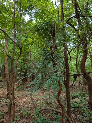 Chloroxylon swietenia