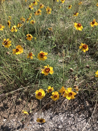 Thelesperma filifolium, photograph 4