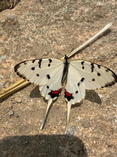 Dragon Swallowtail