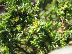 Pimelea serpyllifolia serpyllifolia