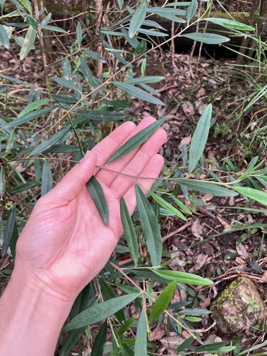 Beyeria lasiocarpa, 2026-08-18