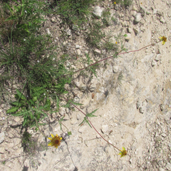 Tetragonotheca texana