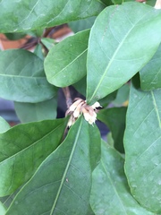 Synsepalum dulcificum