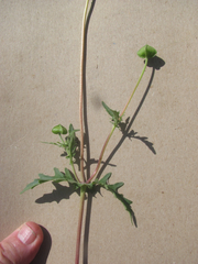 Tetragonotheca texana