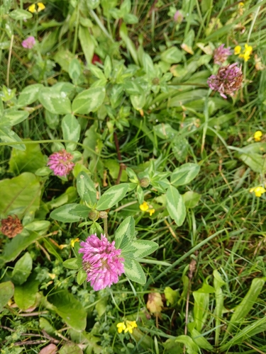 Red Clover