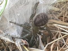 Porrhothele antipodiana