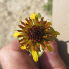 Tetragonotheca texana