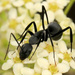Camponotus petersii - Photo (c) Wynand Uys, osa oikeuksista pidätetään (CC BY), lähettänyt Wynand Uys