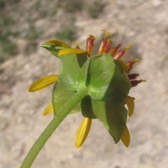 Tetragonotheca texana