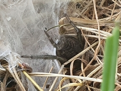 Porrhothele antipodiana