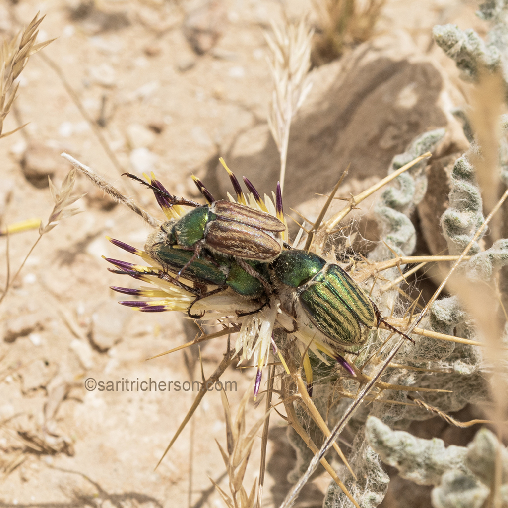 Glaphyrus orbachi