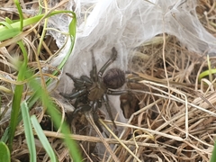 Porrhothele antipodiana