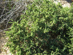 Pimelea serpyllifolia serpyllifolia