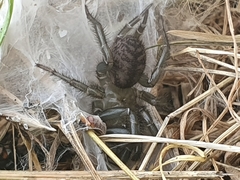 Porrhothele antipodiana