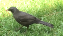 Turdus merula