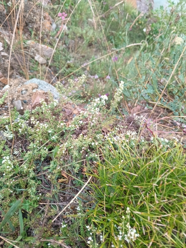 Galium humifusum, photograph 3