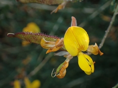Adenocarpus complicatus, photograph (c) Jorge Íñiguez, some rights reserved (CC BY)